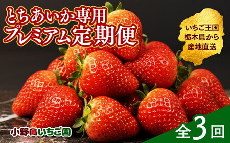 【定期便3ヶ月】とちあいか専用 プレミアム定期便 ｜ とちあいか イチゴ 苺 栃木県 果物 フルーツ 栃木県 壬生町 産地直送 ※2027年1月頃より順次発送予定 ※離島への配送不可