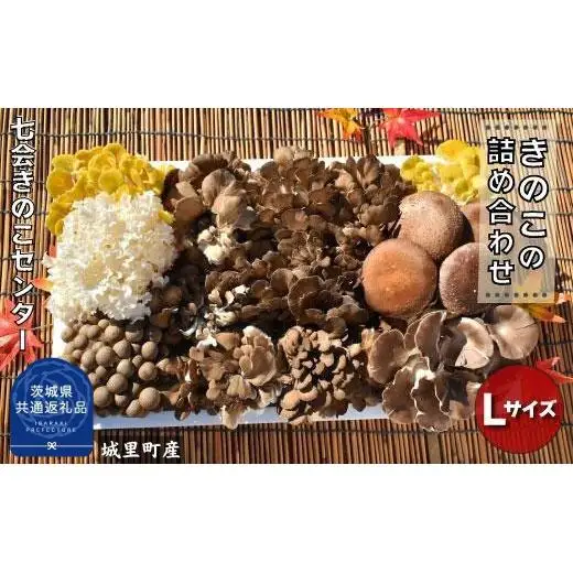 きのこ詰め合わせ　Lサイズ（茨城県共通返礼品／城里町産） / 茨城県 利根町 きのこ キノコ 舞茸 椎茸 あわび茸 たもぎ茸 はなびら茸