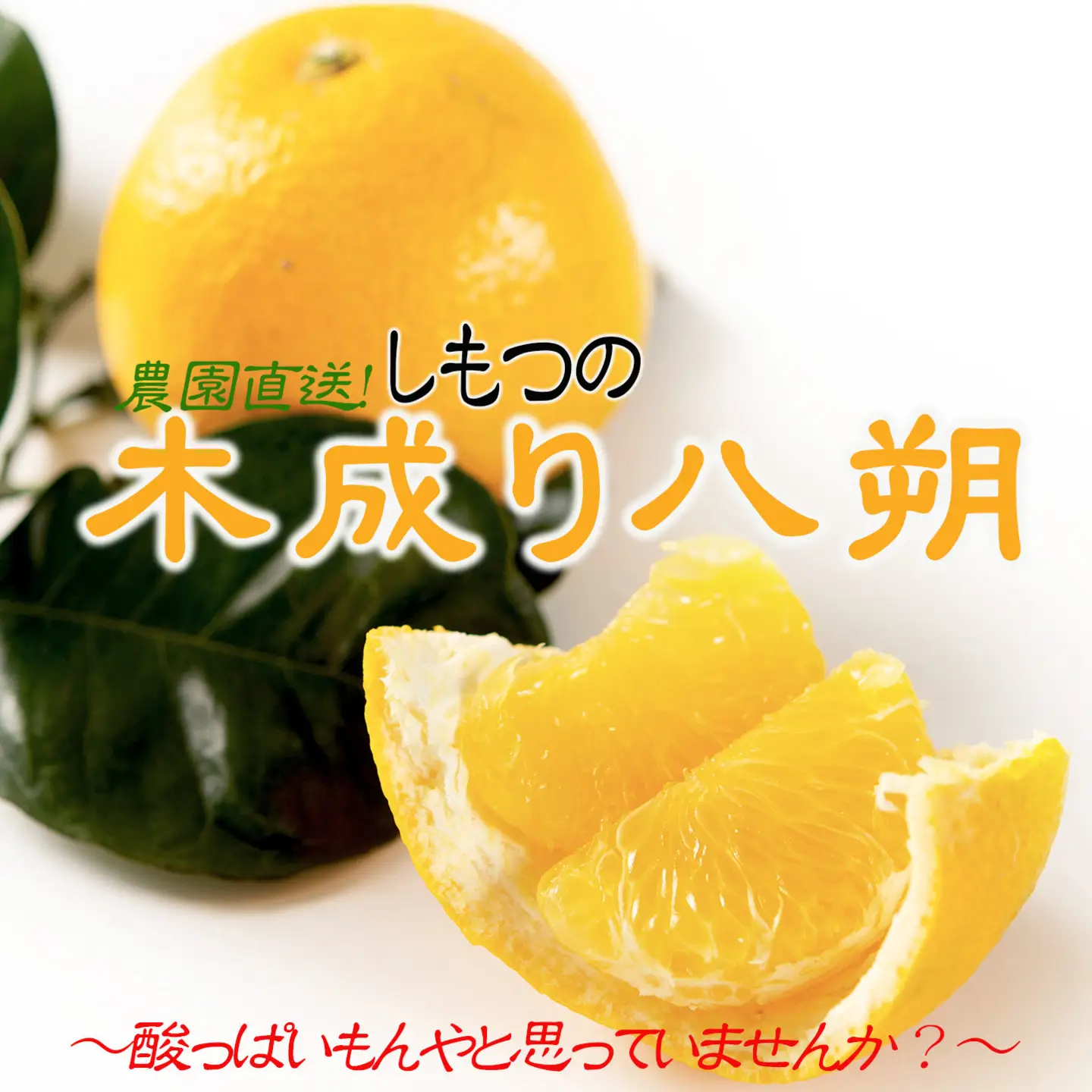 はっさく 10kg 訳あり 木成りはっさく［Mg69］
