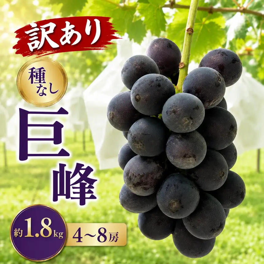 先行受付【訳あり】種なし巨峰 約1.8kg 4～8房 2026年8月下旬〜10月上旬頃発送予定［新規就農者応援コース 幸作会］［K-29］