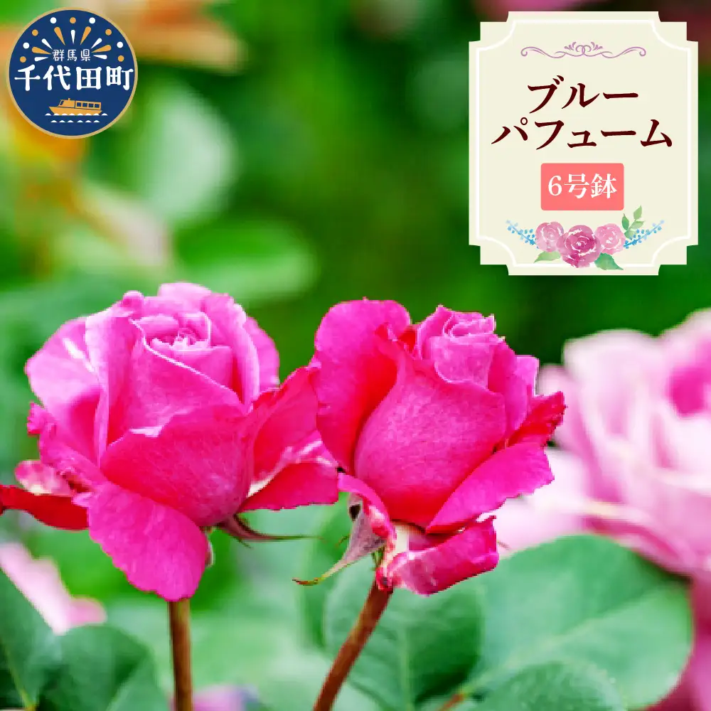 【群馬県千代田】ブルーパフューム　【バラ】　鉢植え　６号鉢　鈴木ガーデン