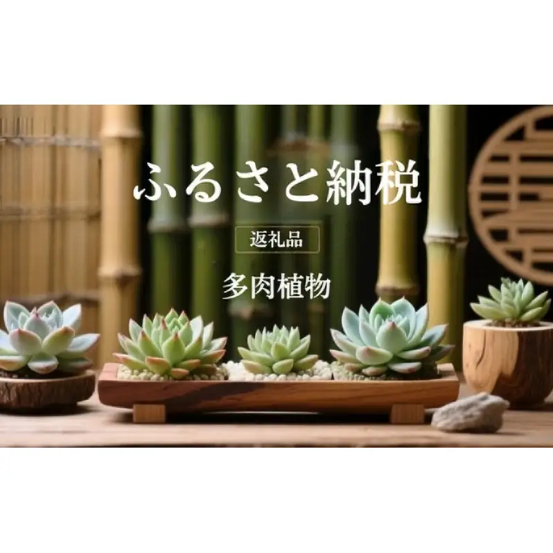 【ふるさと納税】多肉植物 エケベリア セダム お任せ 50株セット 切苗 詰め合わせ 癒しのおしゃれインテリア 観葉植物 ガーデニング ミニグリーン 千葉県 成田市