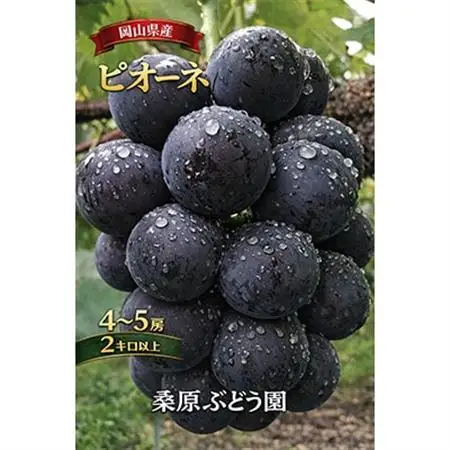 先行予約　岡山産　完熟ピオーネ　4～5房　2キロ以上【配送不可地域：離島】【1712303】