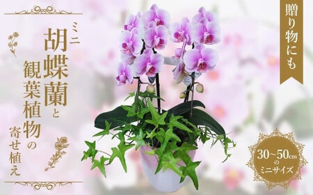 ミニ胡蝶蘭と観葉植物の寄せ植え　【11100-0962】