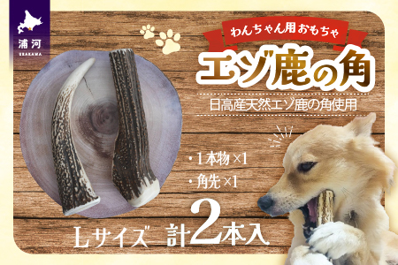 エゾ鹿の角　Lサイズ1本物と角先のセット[54-1574]