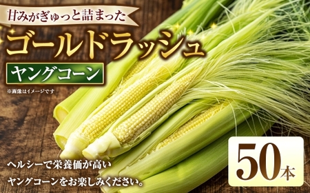 ゴールドラッシュ ヤングコーン 50本 野菜 やさい とうもろこし トウモロコシ 皮付きヤングコーン ヘルシー スイートコーン 【 2026年6月上旬～7月下旬発送予定 】