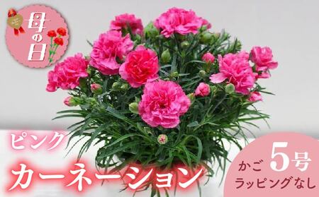 【母の日】 カーネーション ピンク かご・ラッピングなし 母の日 2026年5月より順次発送