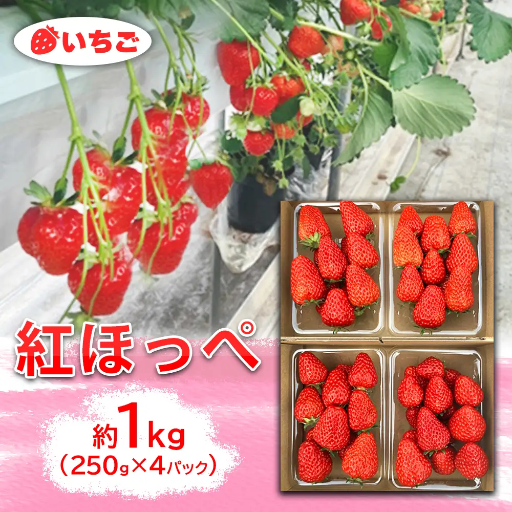 いちご　紅ほっぺ　約1kg（250g×4パック）