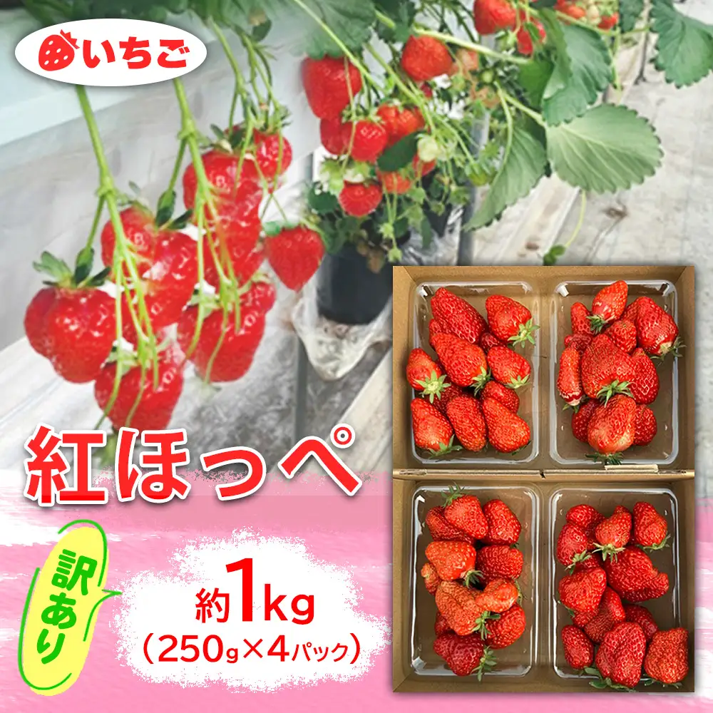 いちご　紅ほっぺ　訳アリ1kg（250g×4パック）