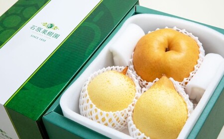 あたご梨 1～2玉 ・ 鴨梨 （ヤーリー） 2玉 詰合せ 合計約2kg 贈答箱 ／ 愛宕梨 梨 なし ナシ 果物  【2026年11月下旬～12月下旬発送予定】