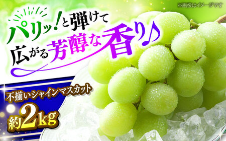 訳あり シャインマスカット 三次市 [APAB009]