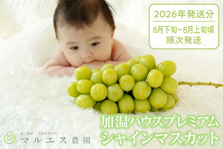 クール配送 加温ハウス「マルエス農園」プレミアムシャインマスカット 合計750g以上【2026年発送】（MS）D-116 シャインマスカット フルーツ