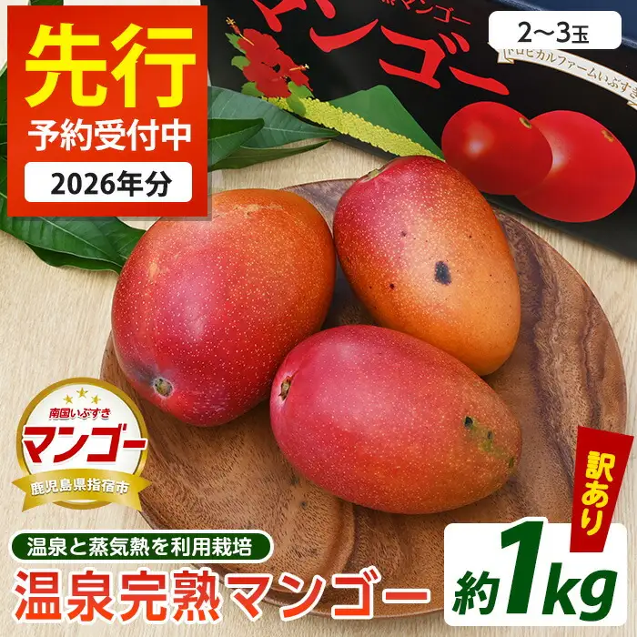 2026年 発送 訳あり 温泉 完熟 マンゴー 約1kg トロピカルファームいぶすき IB059-003 マンゴー フルーツ 果物 わけあり ご家庭用