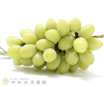 （クール配送）山梨県限定品種ジュエルマスカット 2～3房 1.2㎏以上【2026年発送】（MS）B15-118 ジュエルマスカット フルーツ