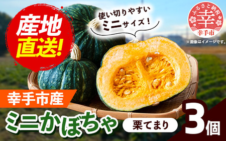 【きあり農園】2026年度 幸手市産 ミニかぼちゃ 3個 - カボチャ 南瓜 栗てまり 産地直送