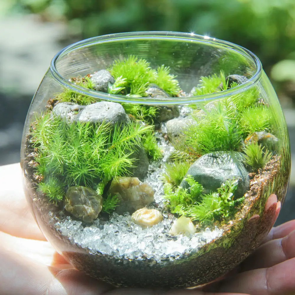 【渓流編】苔テラリウム制作キット（ツール付き）