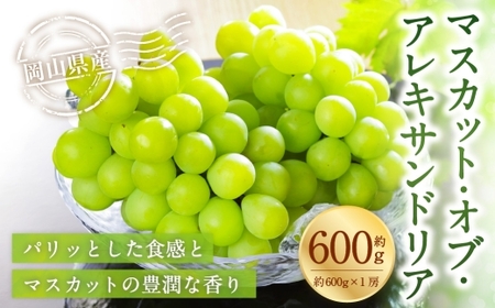 岡山県産 マスカット・オブ・アレキサンドリア 約600g （ 600g×1房 ） ぶどう ブドウ 葡萄 くだもの 果物 果実 フルーツ 国産 マスカット 【 2026年8月下旬～9月下旬発送予定 】
