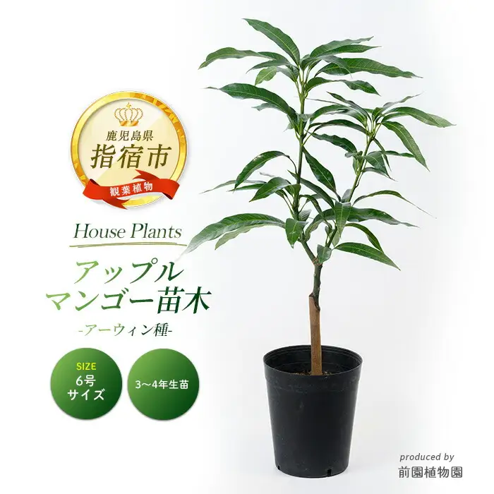 2026年1月中旬～発送【観葉植物】アップルマンゴー苗木 6号ポット アーウィン種 3～4年生苗 前園植物園 IB002-004  観葉植物 ※北海道・沖縄・離島配送不可