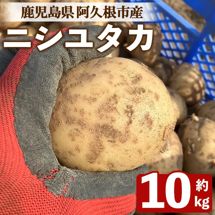 ＜先行予約受付中！2026年6月以降順次発送予定＞じゃがいも ニシユタカ(10kg) 国産 鹿児島県産 阿久根市産 じゃがいも ジャガイモ 芋 ポテト にしゆたか 野菜 期間限定 数量限定 ポテトサラダ コロッケ 常温 常温配送 【慶越農園】akn107-10