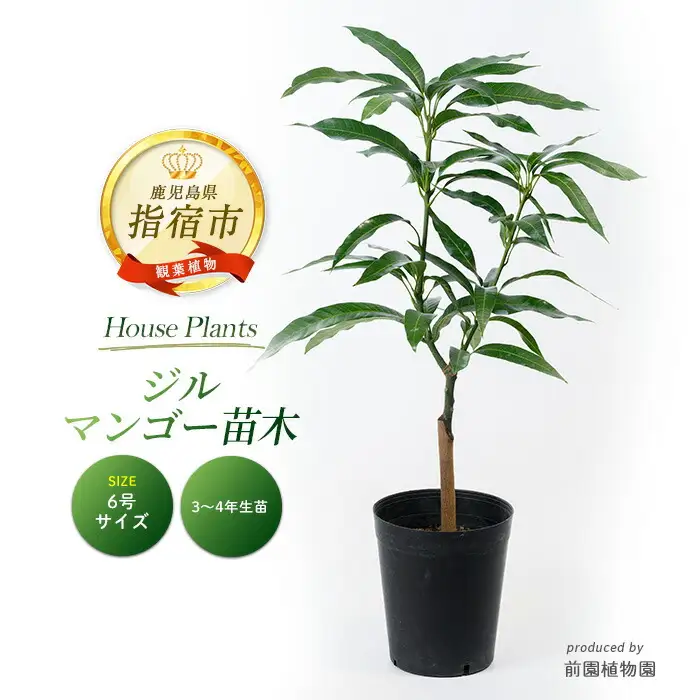 2026年1月中旬～発送【観葉植物】ジルマンゴー苗木(ZILL) 6号ポット 3～4年生苗木 前園植物園 IB002-015  観葉植物 ※北海道・沖縄・離島配送不可