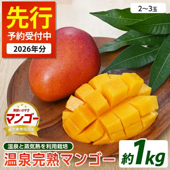 2026年 発送 温泉完熟マンゴー約1kg トロピカルファームいぶすき IB059-001 マンゴー フルーツ 果物 旬 夏 指宿 いぶすき 鹿児島