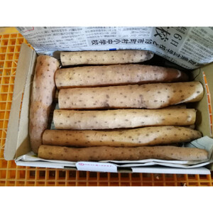 981.【訳あり】砂丘ながいも　1kg《検索用ワード:長芋・とりたて・とろろ・ねばり・山芋》