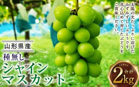たっぷり日光を浴びたみずみずしい 種無し シャインマスカット 約2kg ギフト 高級 ぶどう 果物 フルーツ マスカット 【2026年9月下旬-10月上旬順次発送予定】