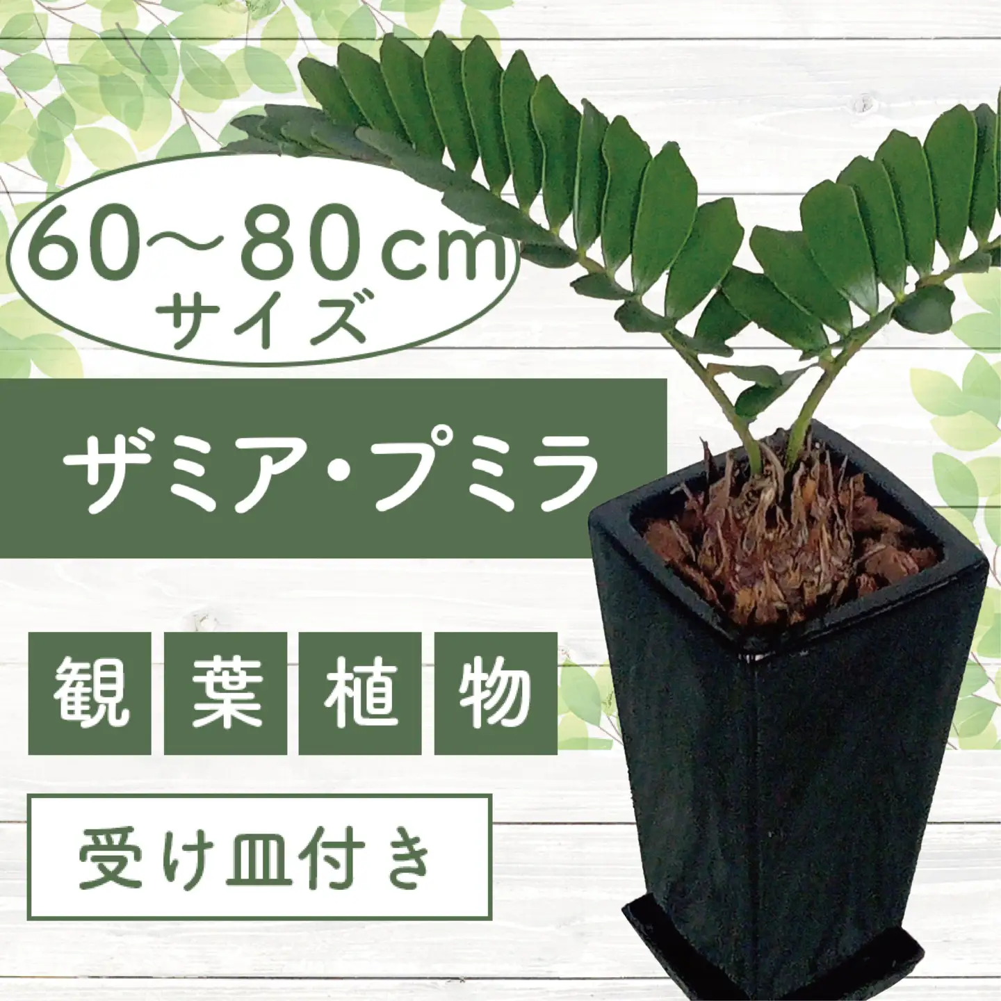 2026年6月中旬～発送【観葉植物】ザミア・プミラ 60cm～80cm ブラック 陶器鉢 専用受皿付 T&P IB057-009 観葉植物 ※北海道・沖縄・離島配送不可