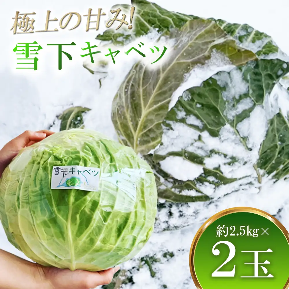【先行予約】2027年1月中旬より発送！大きな雪下キャベツ約2.5kg×2玉　【07208-0789】