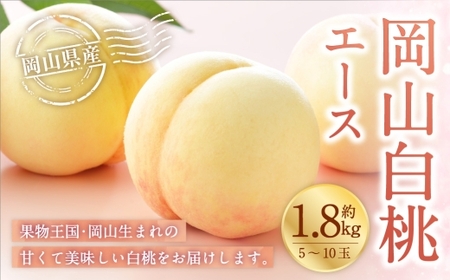 岡山白桃 エース 5～10玉 約1.8kg 岡山県産 白桃 桃 もも モモ くだもの 果物 果実 フルーツ 国産 ギフト 贈り物 【 2026年7月上旬～8月下旬発送予定 】