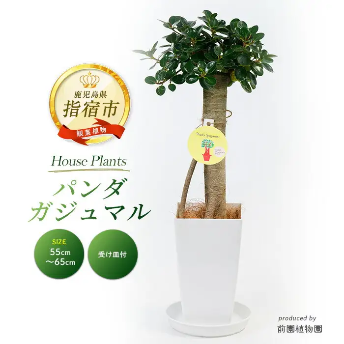 2026年1月中旬～発送【観葉植物】パンダガジュマル55cm～65cm IB002-002 観葉植物 観葉植物 ※北海道・沖縄・離島配送不可