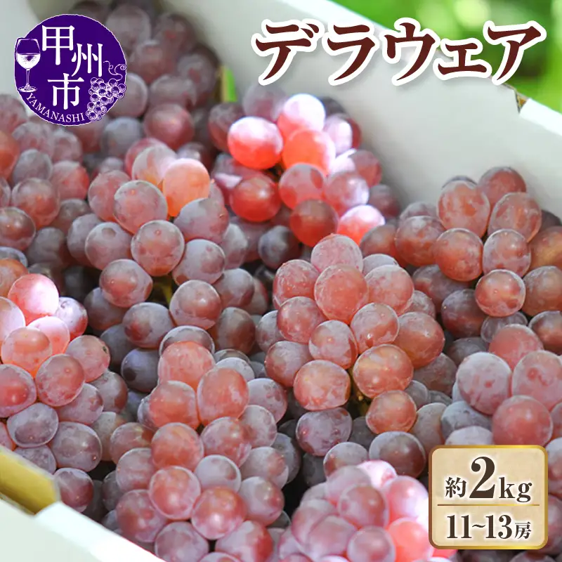 【クール配送】山梨県産デラウェア 種無しぶどう11～13房（約2kg）【2026年発送】（KFT）B13-1812 デラウェア フルーツ