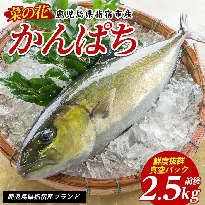 新鮮魚お届け 指宿産 菜の花 かんぱち 1尾 指宿山川水産 IB035-001 魚