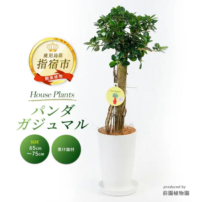 2026年1月中旬～発送【観葉植物】パンダガジュマル 65cm～75cm 前園植物園 IB002-005 観葉植物 ※北海道・沖縄・離島配送不可