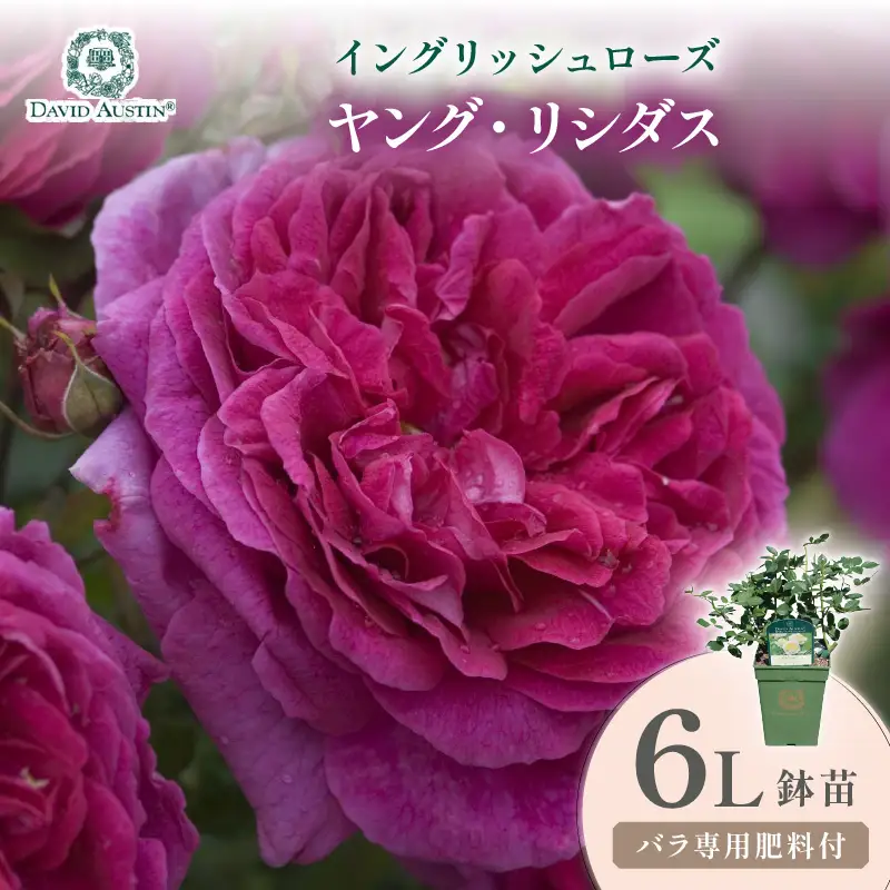 【イングリッシュローズ】デビッド・オースチン ヤング・リシダス 6L鉢苗（バラ専用肥料付）【025D-060】