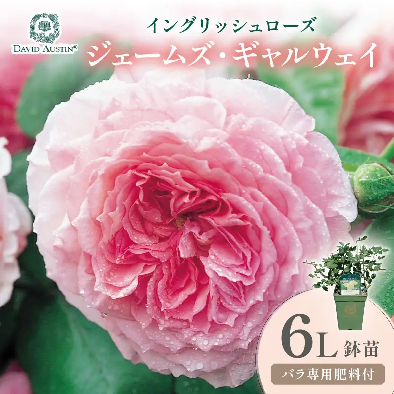 【イングリッシュローズ】デビッド・オースチン ジェームズ・ギャルウェイ 6L鉢苗（バラ専用肥料付）【025D-040】