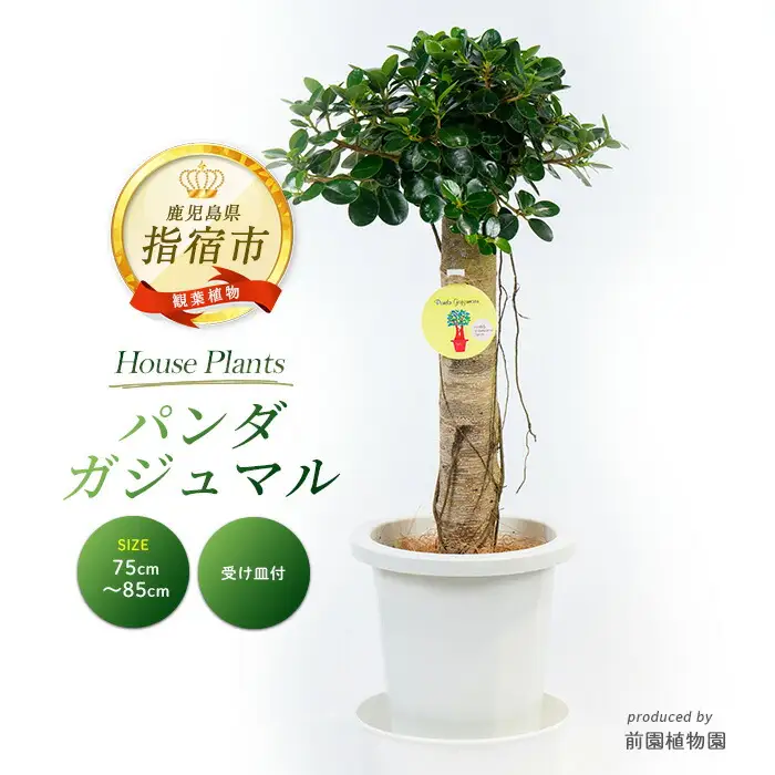 2026年1月中旬～発送【観葉植物】パンダガジュマル 75cm～85cm 前園
