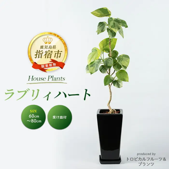 2026年9月上旬～発送【観葉植物】ラブリィハート 60cm～80cm【農林水産省 品種登録】T&P IB057-008 観葉植物 ※北海道・沖縄・離島配送不可
