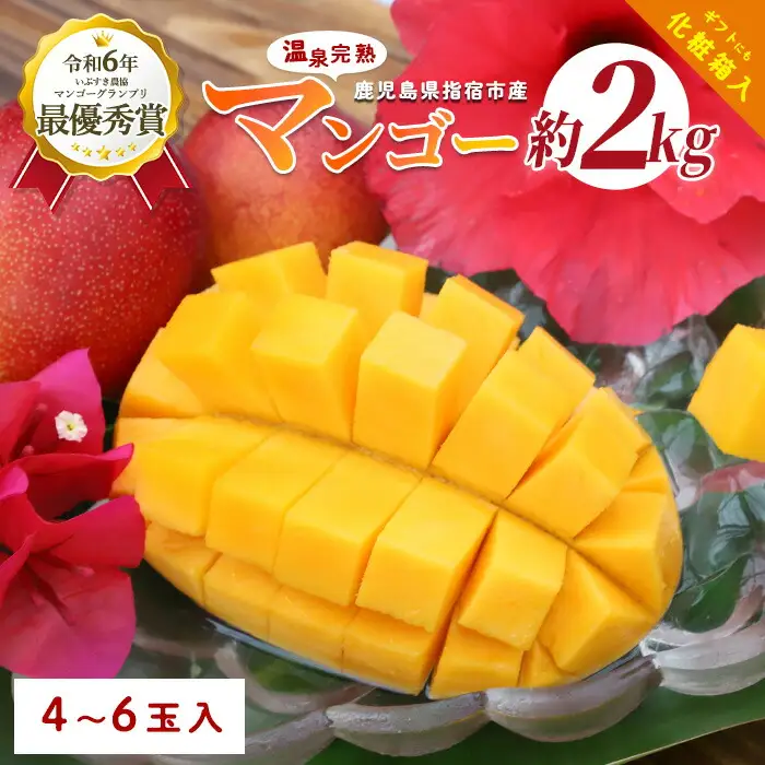 【2026年発送 先行予約】温泉 完熟 マンゴー 約2kg 4～6個 T&P IB057-002 マンゴー フルーツ 果物