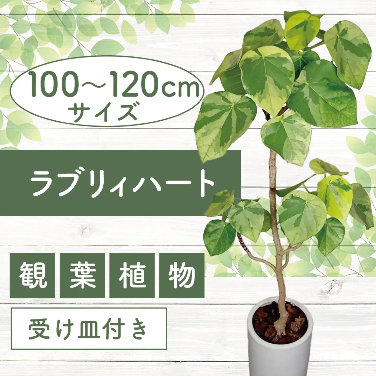 2026年9月上旬～発送【観葉植物】ラブリィハート 100cm～120cm ホワイト 陶器鉢【農林水産省 品種登録】 T&P IB057-010 観葉植物 ※北海道・沖縄・離島配送不可