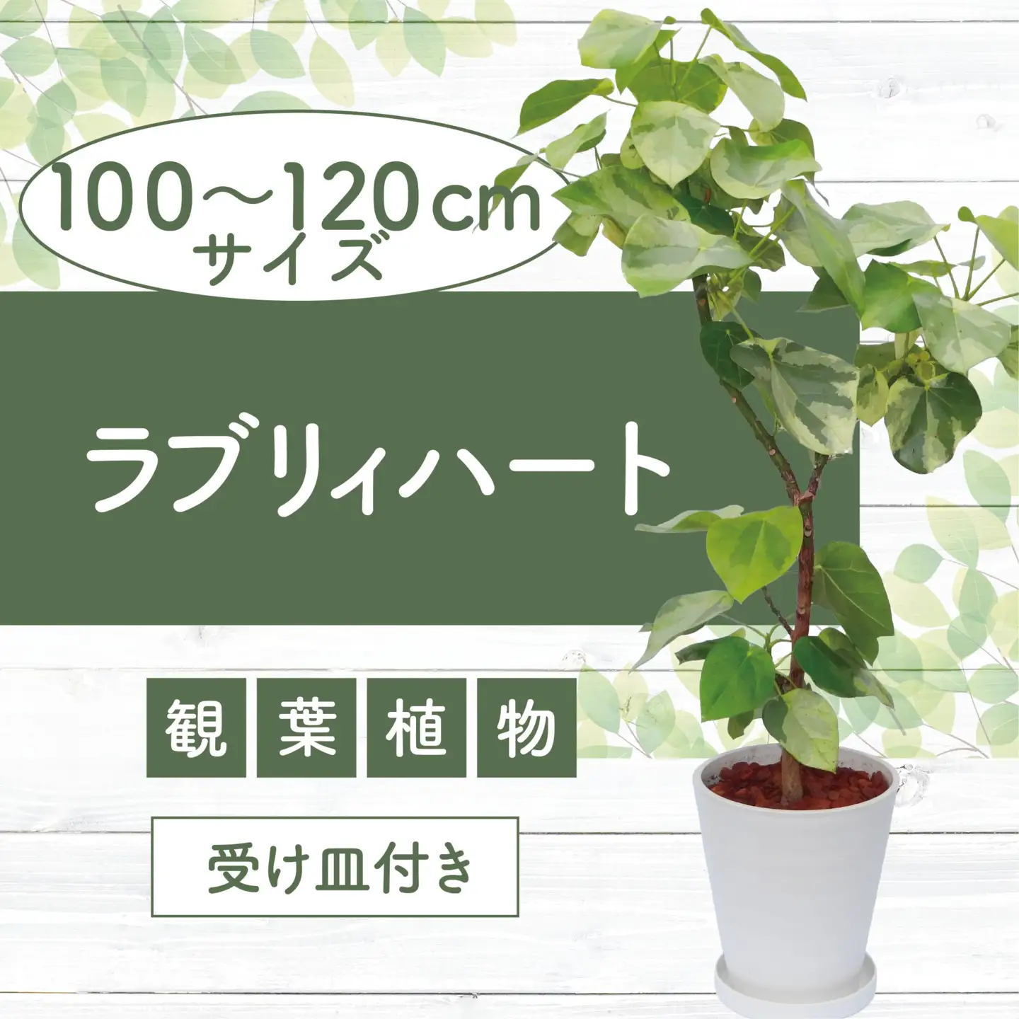 2026年9月上旬～発送【観葉植物】ラブリィハート 100cm～120cm【農林水産省 品種登録】 T&P IB057-016 観葉植物 ※北海道・沖縄・離島配送不可