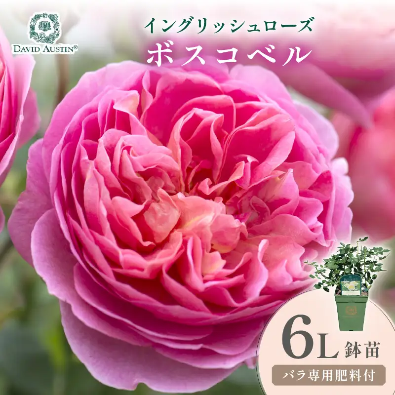 【イングリッシュローズ】デビッド・オースチン ボスコベル 6L鉢苗（バラ専用肥料付）【025D-049】