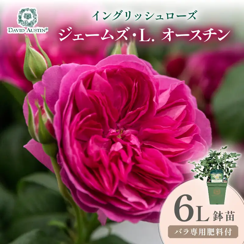 【イングリッシュローズ】デビッド・オースチン ジェームズ・L. オースチン 6L鉢苗（バラ専用肥料付）【025D-056】