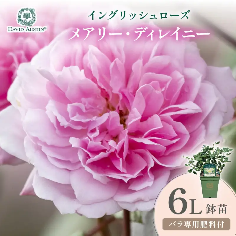 【イングリッシュローズ】デビッド・オースチン メアリー・ディレイニー 6L鉢苗（バラ専用肥料付）【025D-050】
