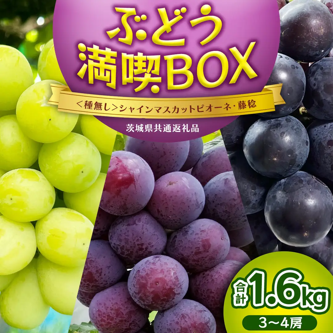 ≪ 種なし ≫ シャインマスカット ・ ピオーネ ・ 藤稔 約 1.6kg 計 3～4房 [ぶどう満喫BOX] (茨城県共通返礼品:かすみがうら市) 2026年 マスカット ぶどう 葡萄 ブドウ フルーツ 果物 くだもの 旬 食べ比べ セット 詰め合わせ 国産 産地直送 ギフト 贈答 プレゼント 手土産 お土産 [DH022sa]