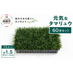 【産地直送】元気なタマリュウ(7.5pot)60本セット[約1.5平方メートル分]