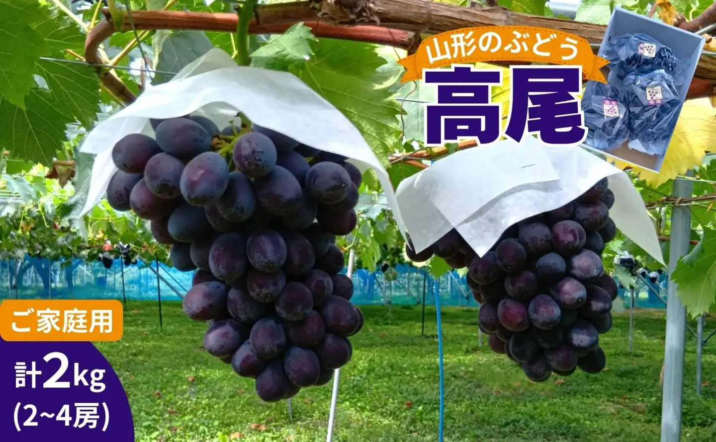 山形のぶどう（高尾）２～４房　合計２ｋｇ　ご家庭用　0017-2605