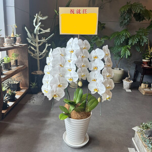 胡蝶蘭大輪3本立ち（1本につき10〜13輪蕾込）