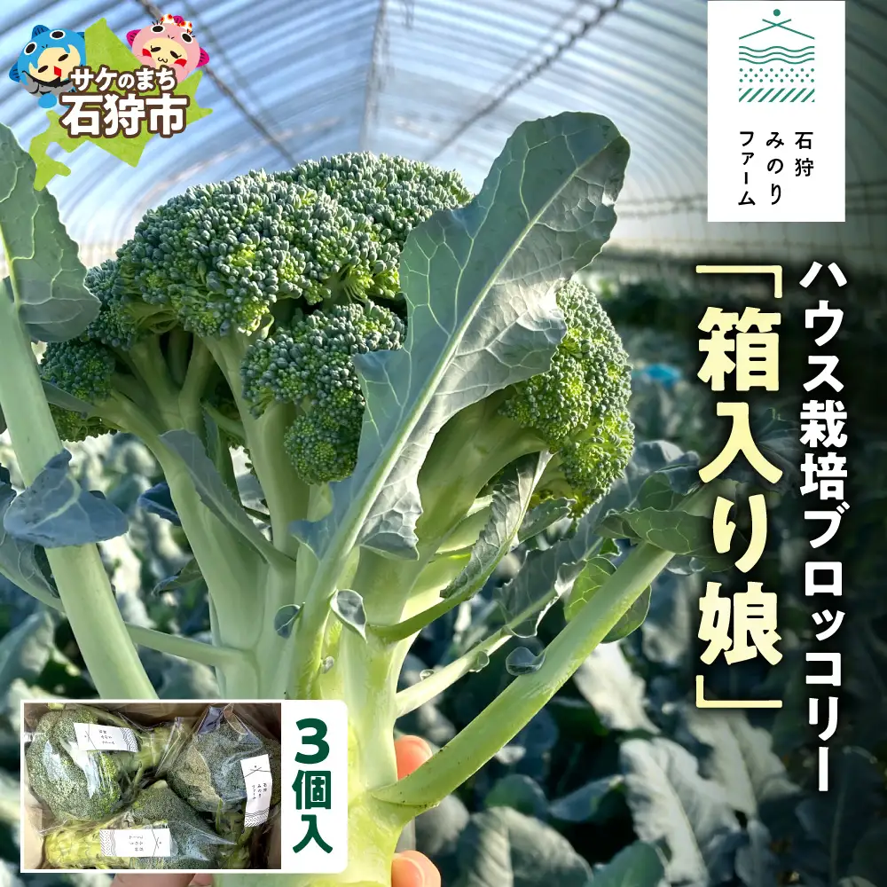 ハウス栽培 ブロッコリー「箱入り娘」3個入り｜野菜 北海道 石狩市