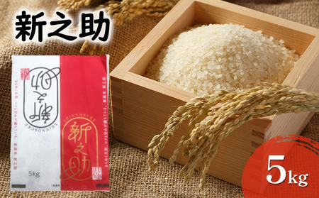 新之助　5kg お米 